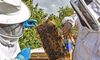 Apaex alertan incierta produccin de miel tras enjambrazn desbordada en marzo y abril