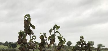 Junta habilita trámite para que agricultores y ganaderos comuniquen daños en explotaciones