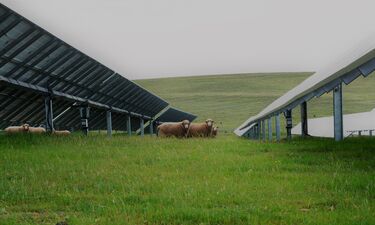 Cicytex ensayará estrategias de gestión ganadera en plantas fotovoltaicas extremeñas 