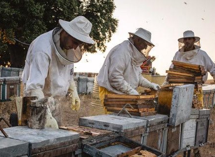 Apicultores extremeos calculan que produccin miel no superar 50 de una campaa normal 