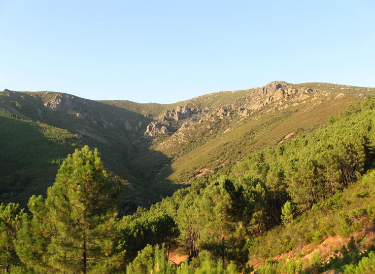 Entorno de Villanueva de la Sierra ser objeto de proyecto reforestacin de 50 hectreas