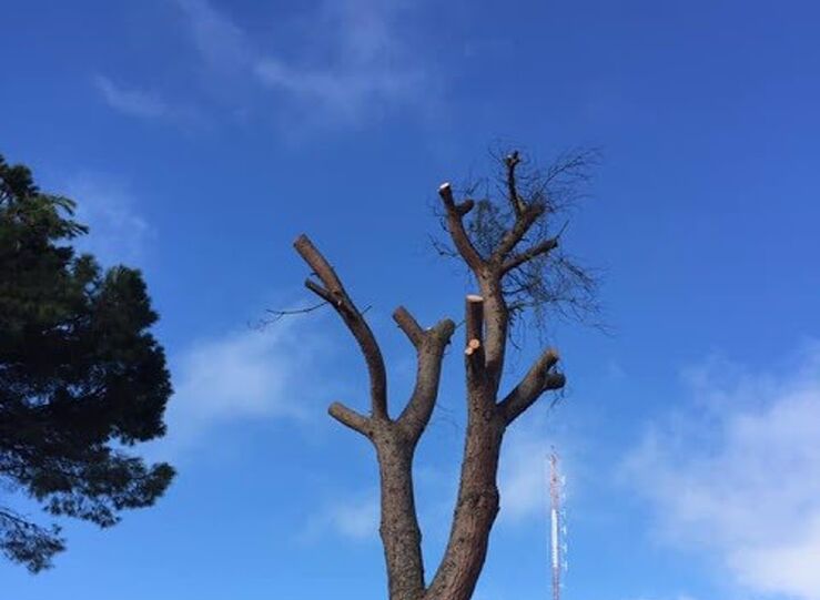 Ecologistas Extremadura critica al Ayuntamiento Badajoz por tala de grandes pinos 