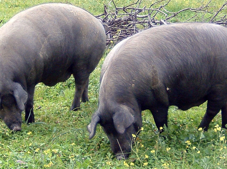 APAG Extremadura Asaja considera totalmente insuficientes las ayudas al porcino ibrico