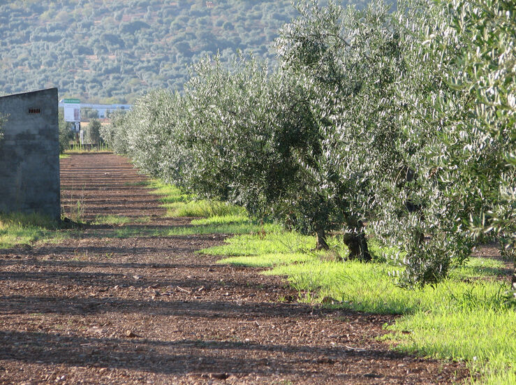 UPAUCE Extremadura alerta cada de ms del 70 en produccin aceituna de mesa por clima