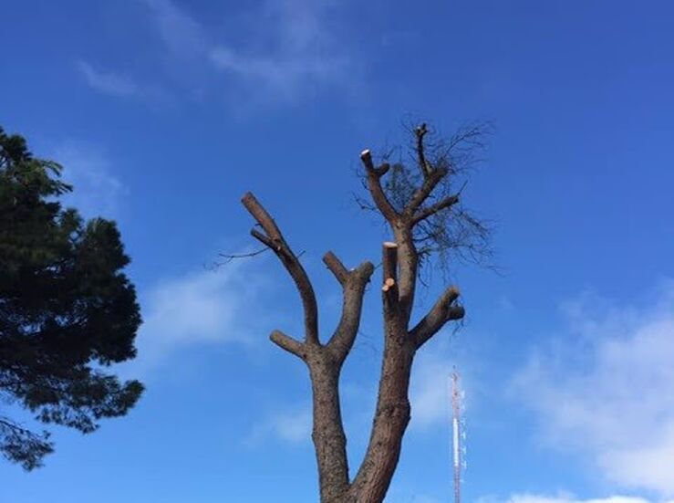 Ecologistas Extremadura critica al Ayuntamiento Badajoz por tala de grandes pinos 