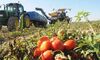 400 euros por hectrea a cultivadores de tomate del Canal de Orellana afectados por sequa