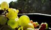 APAG Extremadura Asaja Se dan condiciones ms favorables para que suba el precio de uva