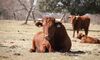 Centro Formacin Medio Rural Moraleja subastar el 26 de enero vacas de raza retinta pura
