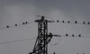Junta convoca ayudas por 6 millones para corregir lneas elctricas peligrosas para aves
