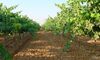 UPAUCE pide a Agricultura que publique costes de produccin de la uva para esta campaa
