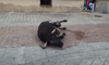 Pacma denuncia la muerte a tiros de los toros en las fiestas de San Juan de Coria