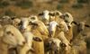 La Junta abona ms de 8 millones del saldo de las ayudas de ovino y caprino extremeo