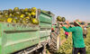 UPAUCE Intermediarios de fruta se forran con precios mientras agricultores se arruinan