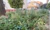 El PSOE afea al Gobierno local de Badajoz el abandono de jardines recin renovados