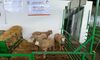 Diputacin subasta lotes de ovinos en la Feria de Primavera de Zafra por 8600 euros