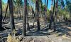 Obras para mitigar efectos incendio forestal en Pinofranqueado costarn 22 millones