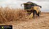 Cooperativas Extremadura estima una cosecha de cereales cercana a las 337000 toneladas