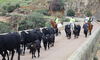 Ignacio Higuero compaa rebao trashumante de vacas avileas negras por provincia Cceres