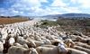 Un pastor extremeo recorre 600 kilmetros con sus 1500 ovejas para pasar verano en Len