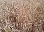 APAG Extremadura ASAJA confirma una reduccin de produccin cosecha cereal superior al 30