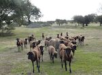 Extremadura ampla comarcas ganaderas a efectos de aplicar la normativa de sanidad animal