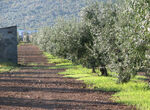 UPAUCE Extremadura reivindica mantener el olivar tradicional como cortafuegos natural