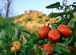 UPAUCE Apag y La Unin piden a productores no vender tomate por debajo costes produccin