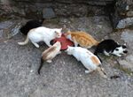 Unas 20 clnicas veterinarias se unen a campaa de identificacin y esterilizacin felinas
