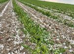 Clygal urge al Gobierno pagar las indemnizaciones por tormentas de invierno a agricultores