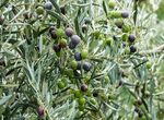 Unin de Uniones cuestiona fiabilidad aforos aceituna mesa difundidos por Interaceituna
