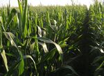 Cooperativas Extremadura advierte de daos irreversibles en el maz sin la Abamectina 