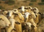 600000 euros en subvenciones para vacunacin voluntaria ovinos frente a la lengua azul
