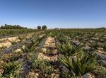 La Junta fecha el inicio de las obras del regado de Tierra de Barros a principios de 2027