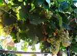 La Unin pide derogar el decreto de trazabilidad de uvas y aceitunas