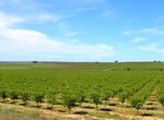 Junta convoca ayudas para impulsar participacin en regmenes calidad agroalimentaria 