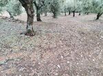 APAG Extremadura Asaja urge a Agroseguro celeridad ante daos provocados por tormentas