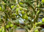La Unin denunciar contratos de aceituna de mesa con precios que no cubran costes reales 