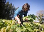 Campaa de FEXAMUR busca visibilizar papel de las mujeres en el sector agroalimentario