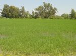 Entrada 17000 toneladas arroz desde Argentina sin arancel va a hundir mercado nacional