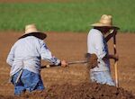 Extremadura recibir casi 52M para el programa de fomente del empleo agrario