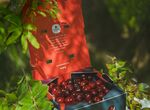 La DOP Cereza del Jerte comienza a certificar las primeras picotas de la temporada 
