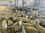 Diputacin Cceres vuelve a conquistar el premio a la Mejor Ganadera en la Feria de Zafra