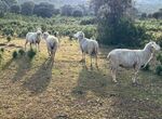 Resolucin que reconoce derecho a cobro de ayudas a ganaderos afectados por la lengua azul