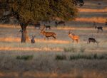 ProAnimalEx pide a diputaciones medidas para que municipios cumplan Ley Bienestar Animal
