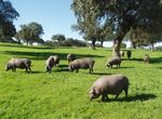CyL y Extremadura suman la mayora de 41 granjas nominadas a los Premios Porc dOr Ibrico
