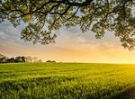La Junta incrementa hasta 45 la subvencin de seguros agrarios contratados en 2026