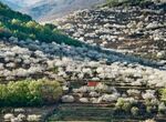 Valle del Jerte y cerezo en flor un paisaje que rivaliza con Kioto Vancouver o Estocolmo