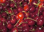 DOP Cereza del Jerte cierra campaa muy positiva con 75 millones de kilos