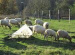 Consejero de Agricultura niega se haya quitado gratuidad de vacunas frente a lengua azul