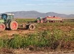 Apag Extremadura Asaja y agricultores prevn mermas de hasta 40 campaa tomate por calor